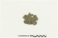 藏品(細鱗蘚屬)的圖片